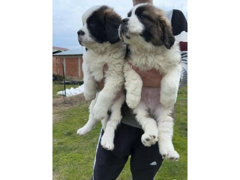 St bernard yavrular