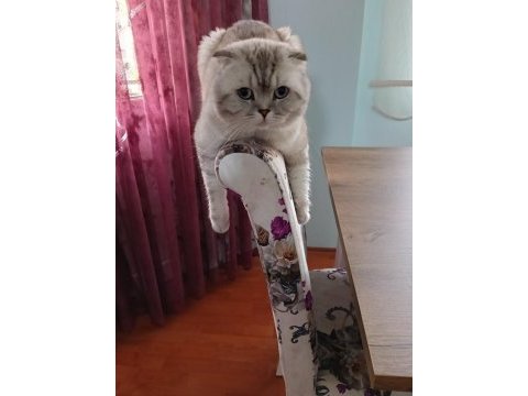 Ücretsiz scottish fold 4 yaşında