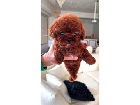Mini boy xs ırk ve sağlık garantili kore poodle bebekler