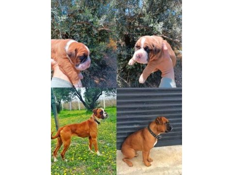Orijinal boxer yavruları