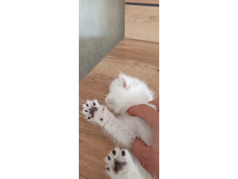 Kedimiz yurtdışındandır petshopcular ulaşmasın