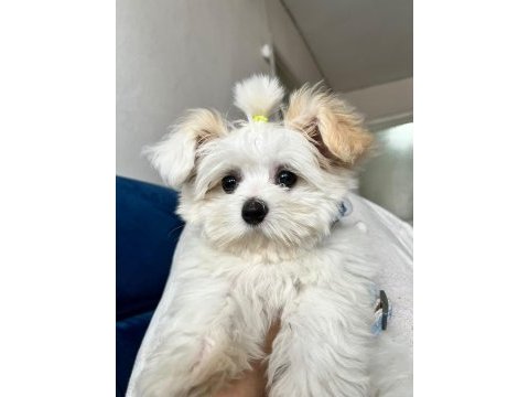 Kar topu gibi eğitimli yavru köpekler