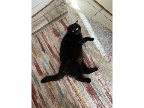Sevimli 2 yaşında erkek british shorthair