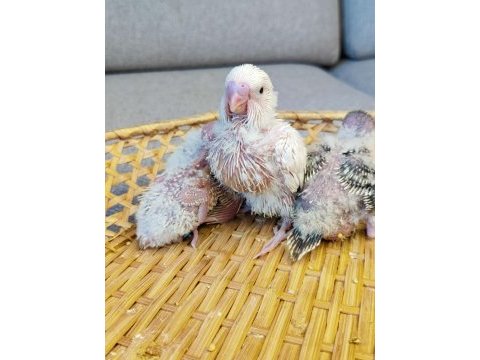 Jumbo yavru muhabbet kuşları 20 günlük