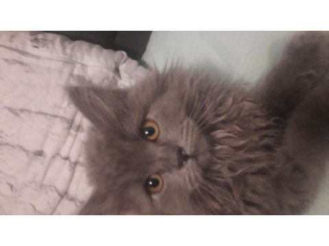 British longhair