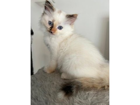 Safkan ragdoll yavruları soyu şampiyonlara dayanıyor