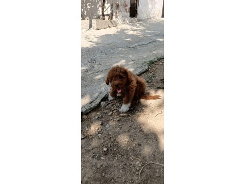 3 aylık maltipoo erkek bebek