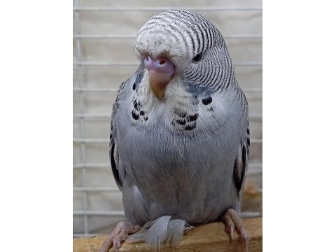 Şov jumbo muhabbet kuşu