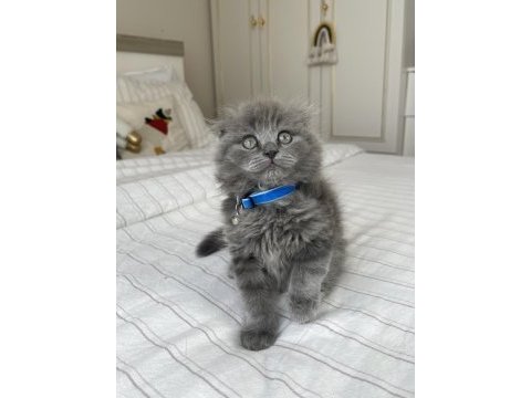 İnsan delisi scottish fold yavrularımız