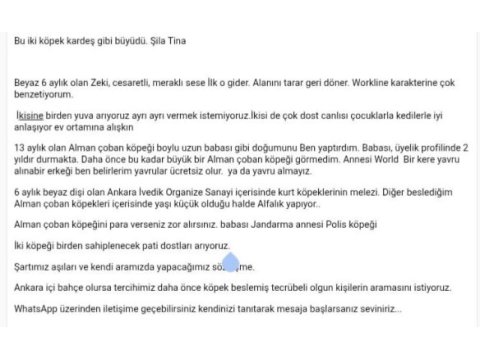 Köpeklerimiz tina ve şila evde büyüdüler