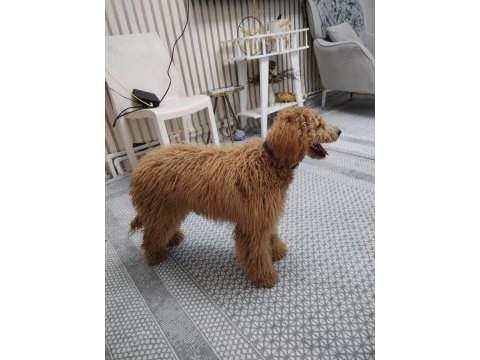 Sevecen güzel köpeğimiz