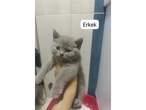Scottish fold 55 günlük kediler