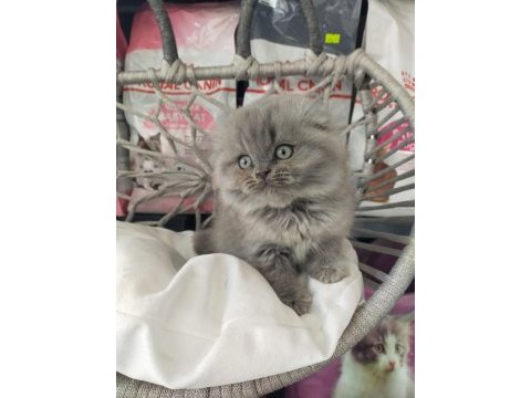 Scottish fold longhair prenses
