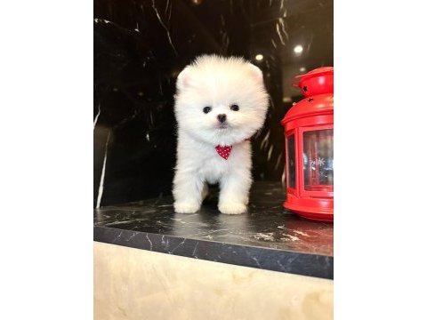 Kar beyaz pomeranian boo yavrusu