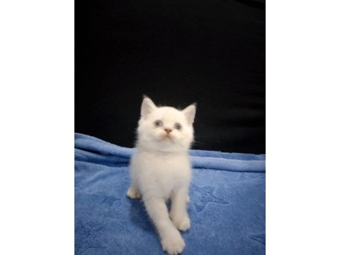 Blue point british shorthair