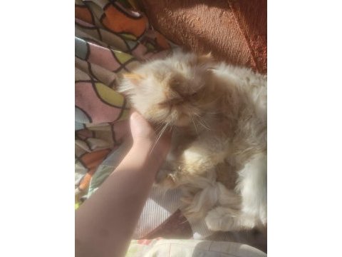 Erkek 5 yaşında safkan iran persian
