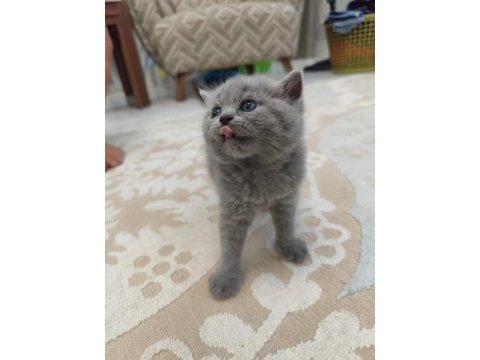Bebek kedimize yuva arıyoruz