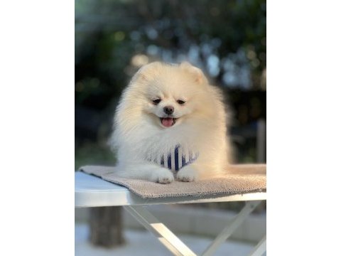 Kutup ayısı pomeranian boo