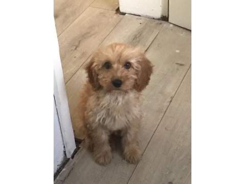 Tuvalet eğitimli maltipoo