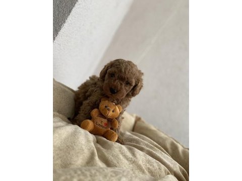 Şecereli red brown toy poodle
