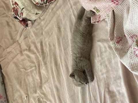 2 aylık scottish fold