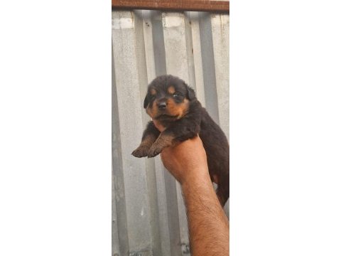 Macar kafa rottweiler yavrularım