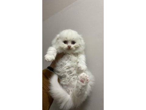 Beyaz british longhair bebekler