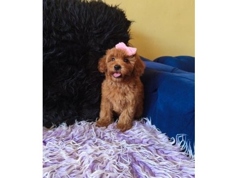 Dişi toy poodle bebeğimiz