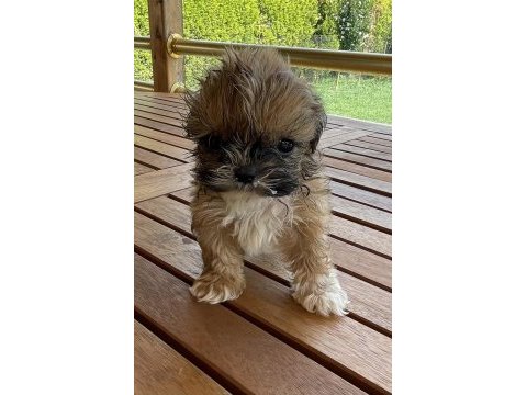 Shih-tzu 81 ile gönderim mevcuttur
