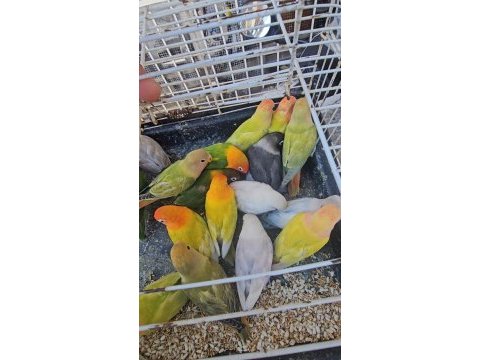 2 aylık yavru bebek cennet papaganlari