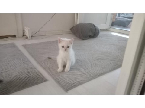 Minik scottish kedilerim