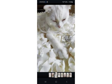 Aşısı her şeyi çipi tam birine scottish fold