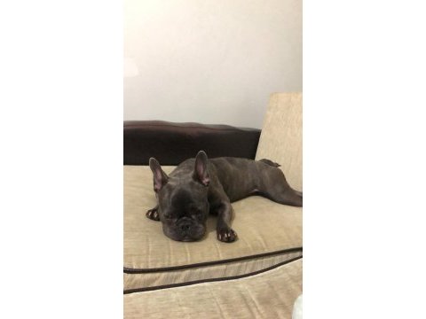 8 aylık dişi french bulldog