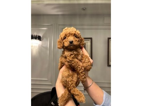 A plus poodle yavrular