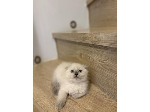Scottısh fold longhaır yavrularım 