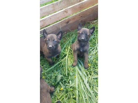 Malinois enerji ve heyecan