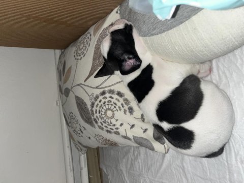 Bulldog cinsi yavrumuza yuva
