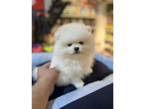 A kalite orjinal ayı surat pomerian boo yavrular