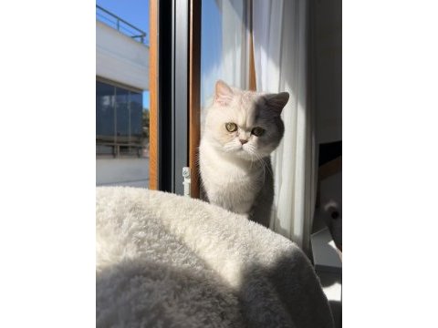 Yetişkin british shorthair dişi
