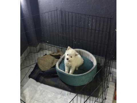 Pomeranian 3 aylık erkek acil sahiplendirilecektir