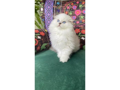 2 aylık bembeyaz biblo yavru scottish fold