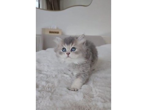 British longhair 55 günlük