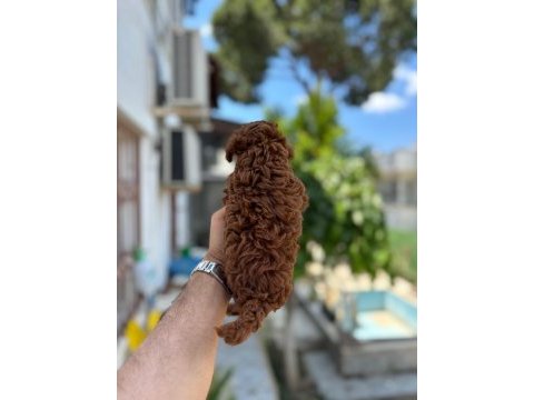 Kg garantili a kalite lekesiz poodle yavrularımız
