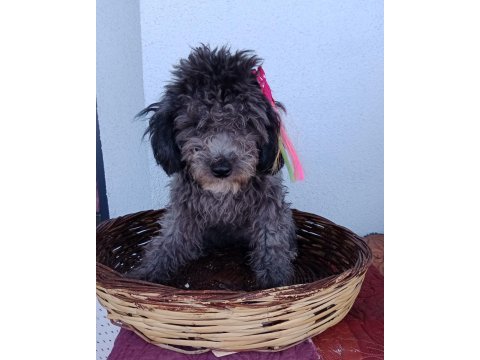Toy poodle bebeklerimiz yeni yuvasını arıyor tekirdağ