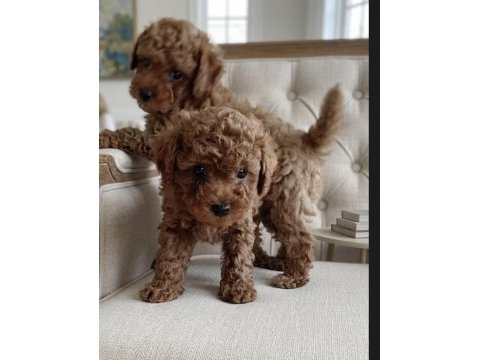 Safkan kore toy poodle