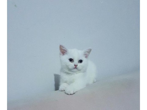 Müthiş safkan british shorthair yavrular