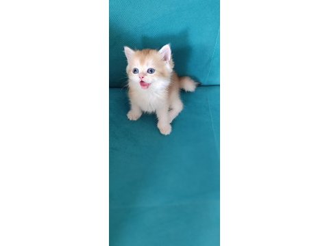 Blh golden bir dişi iki erkek kediler