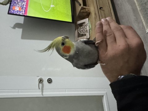 Evcil konuşan sultan papağanı