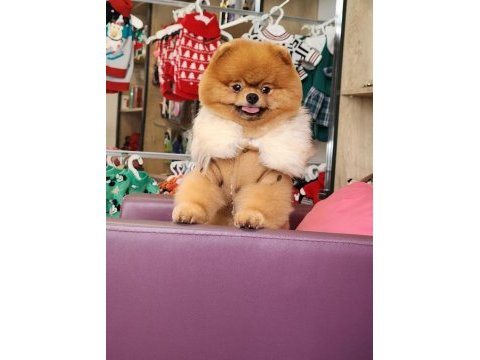 Ayı surat yetişkin erkek pomeranian