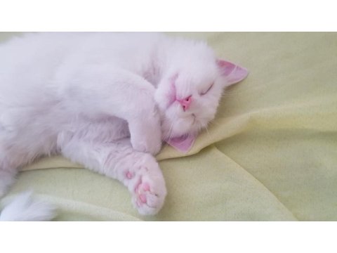 9 aylık boncuk mavisi deli çocuk kedimiz